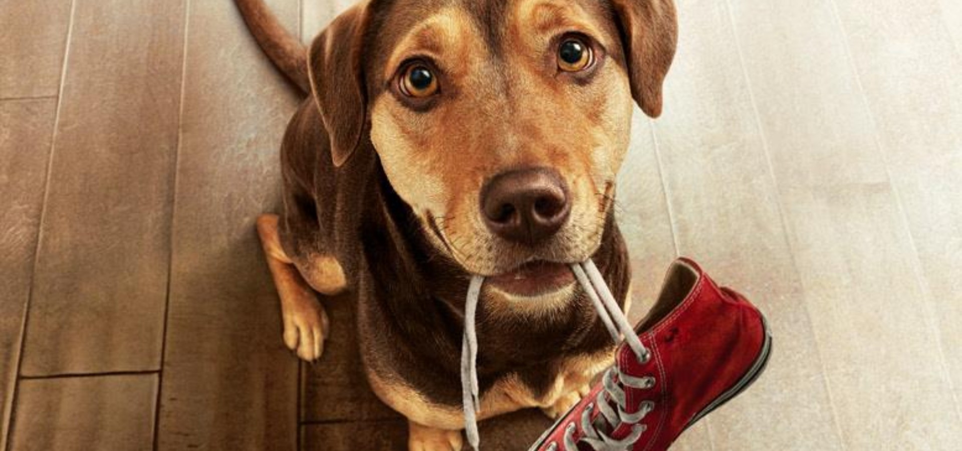 دانلود فیلم A Dog's Way Home 2019